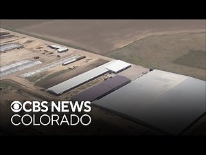 Experts highlight dangers to dairy workers after six men found dead at Colorado dairy farm