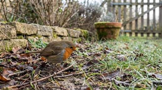 Jardiniers : cet hiver, ne nettoyez plus toute votre pelouse, ce coin brouillon peut sauver les rouges-gorges