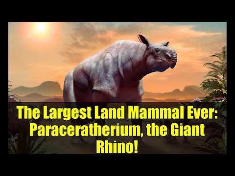 The Largest Land Mammal Ever: Paraceratherium, the Giant Rhino!