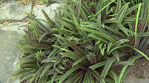 Eucomis 'Freckles', une plante qui a du panache - RTBF Actus