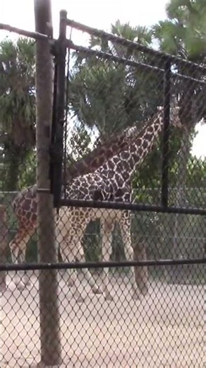 Giraffe Fight Knockout