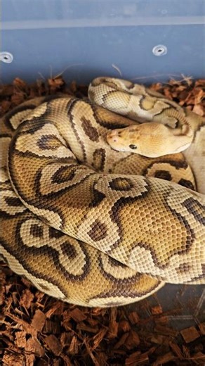 🥵🔥🔥 #ballpython #reptiles #clownballpython #royalpython #ballpythonbreeder #ballpythonmorph #shorts