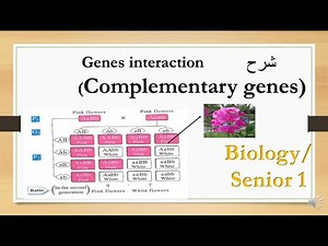 complementary genes (genes interaction) biology 1st secondary شرح