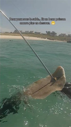 Énorme poisson caché sous le sable. #csm #bretagnechassesousmarine #peche #fishing