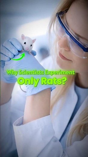 Why do scientists only experiment on rats?