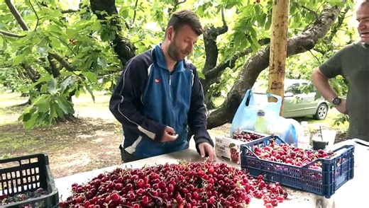 Άρχισε η συλλογή κερασιών στο Φραντζή του δήμου Λαμιέων