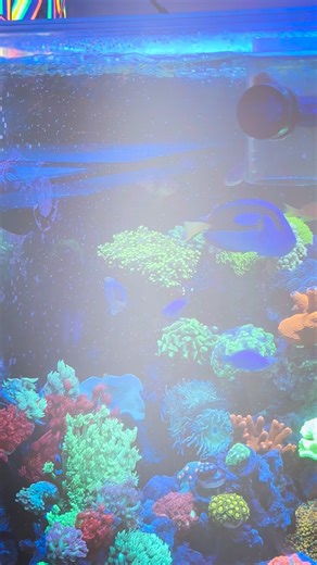 🌊 Reef Update! The bloom has finally passed, and tanks are looking so much better. 🙌 If there’s one piece of advice I can share, it’s this: know your tank. Every system is unique, and the choices you make should reflect that. I chose the method that worked best for my setup—because I understand my nutrient levels, I know exactly what I’m dosing, and I trust the rhythm of my system. So take the time to learn, observe, and understand your reef. Gather all the info you can from online sources and