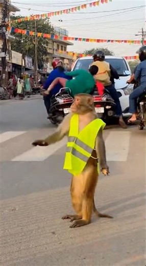 Monkey Doesn’t Care About Humans—He Runs the Place 💀😂