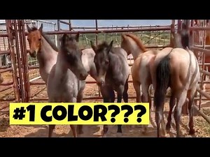 MOST POPULAR HORSE COLOR | A FIRST FOR MILLY