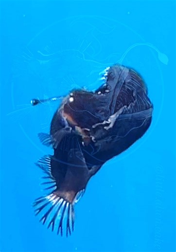 Emerge from the Depths: The Myth of Anglerfish