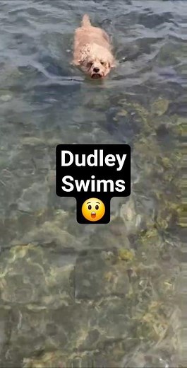Dudley our Cavapoo's 1st ever swim in the sea.. June 25
