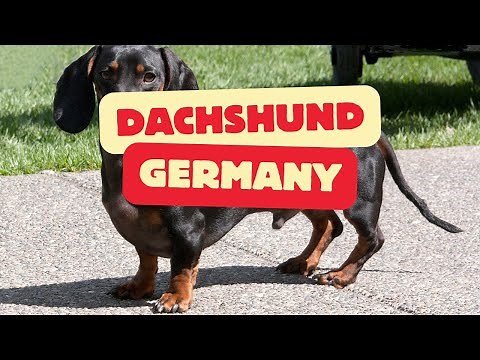 'The Most' Dachshund: A Tale of Origin and Traits