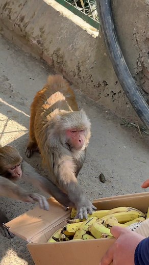 46K views · 1.4K reactions | Happy time of monkeys #feedinganimal | Feeding Animal | Facebook