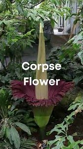 Rarest flowers in the world