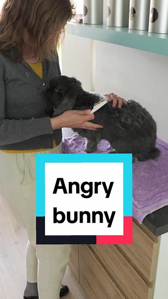 When Your Bunny Hates Brushing!