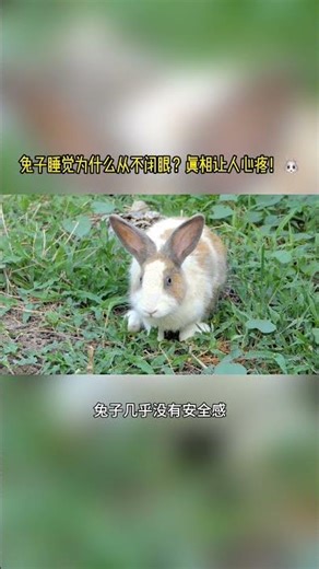 Why do rabbits never close their eyes when they sleep? The truth is heartbreaking! 🐰｜A little-kno...