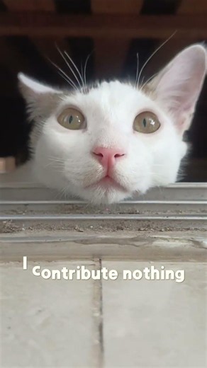 i am a cat, i have no job.🧐🫡 #cat #shortvideo #funny