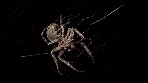 Big Spider Making Web Night Large Stock Footage Video (100% Royalty-free) 1054928003 | Shutterstock