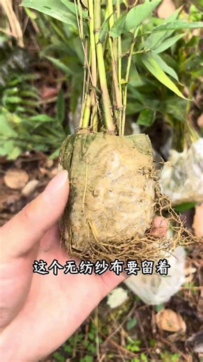 Seedling bamboo planting tutorial, precautions