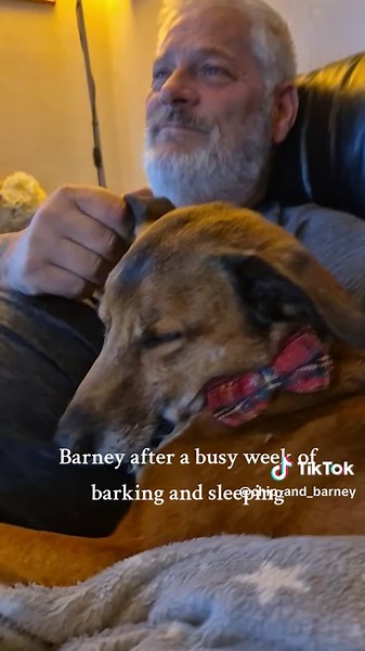 #barneythedog #sleepyboy #cuddles #daddy #tired #busyweek #happydog #funnydogs #dogsoftiktok #puppiesoftiktok #dogtok #dogs #puppies #k9 #familydogs #ourboys #dogslife #somuchlove #doglover #goodboy #daftdog #funtimes #cutedog #fyp #fydogs #dogvideo #furbabies #love #joy #happiness #unitedkingdom #england #yorkshire #leeds @cj1968cj @Mary Handley @Heads shoulders wheels & toes