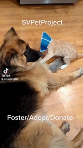 22 reactions | Please follow us on TikTok @svpetproject Ollie is available for adoption. | Silicon Valley Pet Project | Facebook