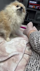 Angry 😡😡 | Pomeranian lover the world