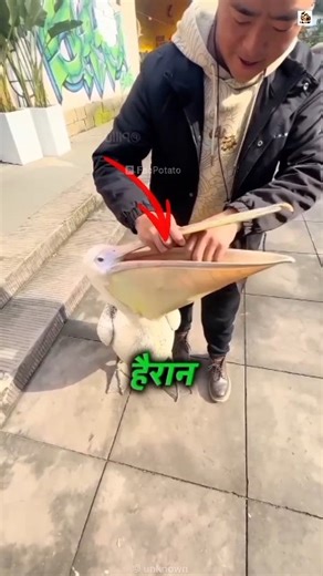 Pelican Beak Hid a Big Surprise