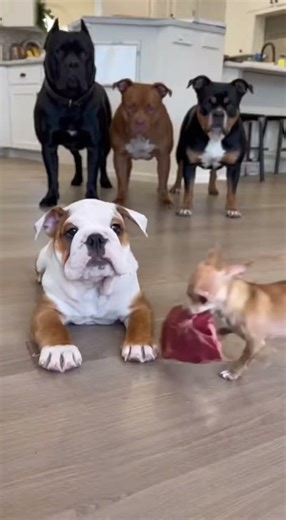Pitbull vs Bulldog vs Steak 🥩 #dogs #funny #shorts #challenge