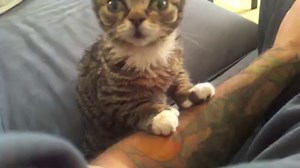 944K views · 51K reactions | enjoy this video reel of BUB AS A KITTEN (aka Lil Lil BUB) | Lil Bub | Facebook