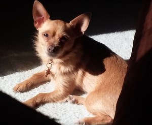 Should N.J. dog lovers panic over reports of hawks attacking pint-sized pups?