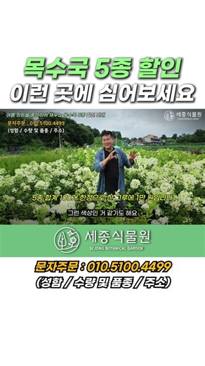 목수국 5종 할인 이런 곳에 심어보세요 #꽃 #식물 #정원