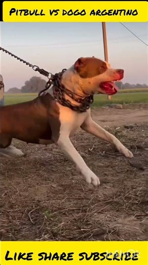 Pitbull vs Dogo Argentino 🐕🔥 Who is More Powerful? 😈Dogo Argentino vs Pitbull💥 Ultimate Dog Battle ⚡