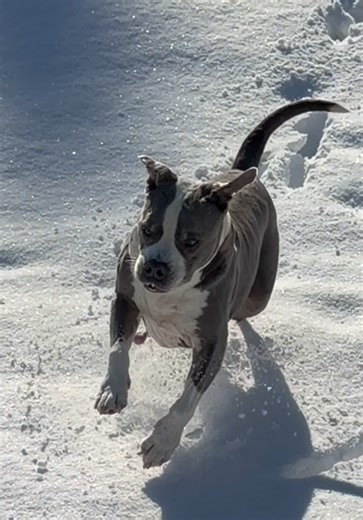 Managing Life with Four Dogs: A Dog Mom's Journey