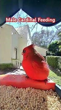 Male Cardinal Feeding in Pinecrest on February 1, 2026