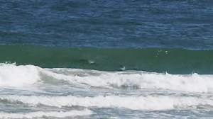 3.2K views · 114 reactions | Commerson’s Dolphins are one of the most stunning and energetic of all dolphins. At only 1.5m long they are a bundle of fun exceptionally playful. Yesterday we enjoyed watching them surfing in the break at Grave Cove in the Falkland Islands. This little bit of footage is slowed down by 50% so you can get an idea of just how many twists and turns they make! Enjoy | Wild Discovery | Facebook