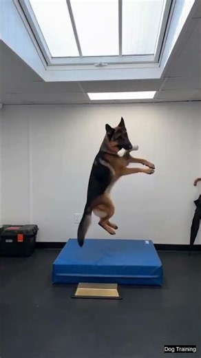 Sharp Dog Training Athletics #dogs #germanshepherd #k9master #dogtraining #k9