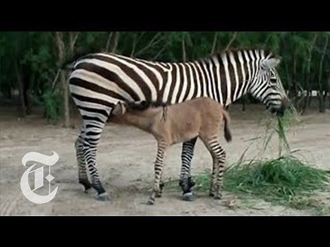Mexican Zoo Welcomes a Zonkey | The New York Times