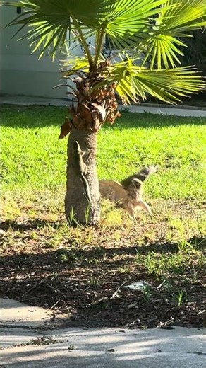 Hawk versus a squirrel does not work out as planned #shorts