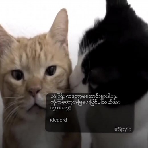 ချစ်လွန်းလို့ပေးတာ😽😹#crd #SPYIC #fypシ #tiktok #foryoupage #like #tiktokuni