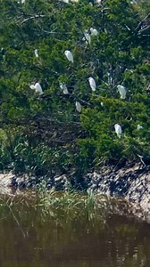 12 reactions | Great and snowy egrets aren’t nesting yet so we get to see them gathered while resting. Once they start incubating their eggs later in the year, they will either be on the nest in their nesting colony or individually feeding so we won’t see them clustered together like this while at rest. They have a fascinating conservation story. #virtualsciencelesson #thingofbeauty #edistobeach #edistoisland #charleston #gardenandgun | Botany Bay Ecotours | Facebook