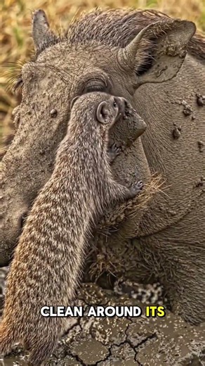Mongoose Pulls Dozens of Ticks Off This Warthog! #wildlife #nature