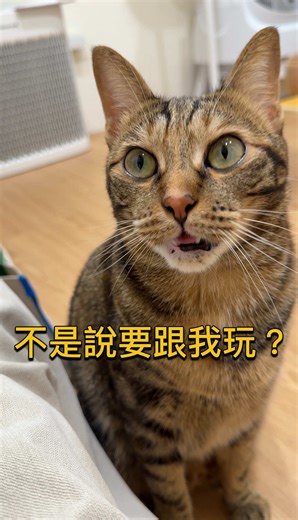 沙士與貓咪的玩樂時光