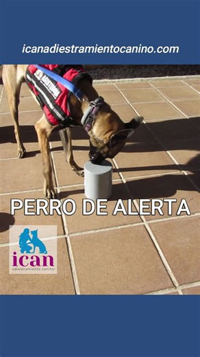 Perros de Alerta Médica en Diabetes: Compañeros Vitales