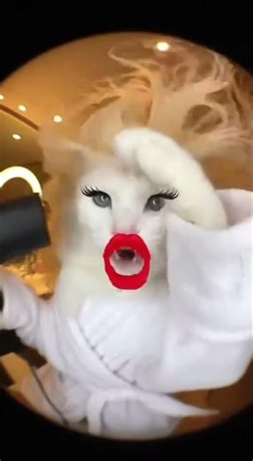 Makeup Queen Cat😻👑💄 #cat #prettycat #catlife #funny #prettyfunny #catshorts #cute😎