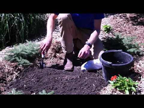 How to Plant Shasta Daisy Plants