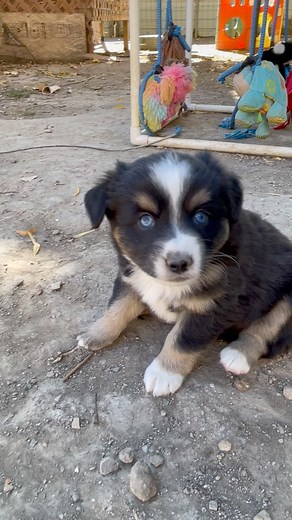 SLATE the 5 week old mini aussie! From Shasta and Champ’s litter. He is such a fun little pup! More info at miniaussiesincolorado.com #puppies | Mini Aussies In Colorado | Facebook