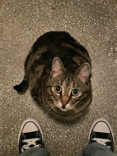 seseorang akan mengklaim dirinyalah yang paling menderita karena itu pertama kali dia merasakannya. orang yang terbiasa akan lebih banyak diam, mencari tempat yang nyaman lalu meratapinya. #fyp #beranda