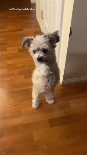 Just Walkin’ Around 🐾 #heartwarming