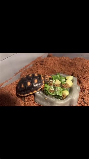 Apollo Dump 🐢🥰 . #fyp #dump #8months #apollo