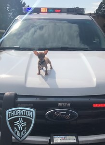 This photo of a wannabe K9 officer will make your day